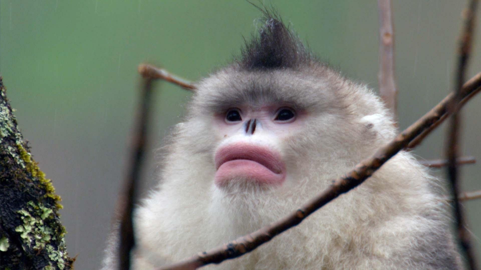 Golden snub-Nosed Monkey eating Berries