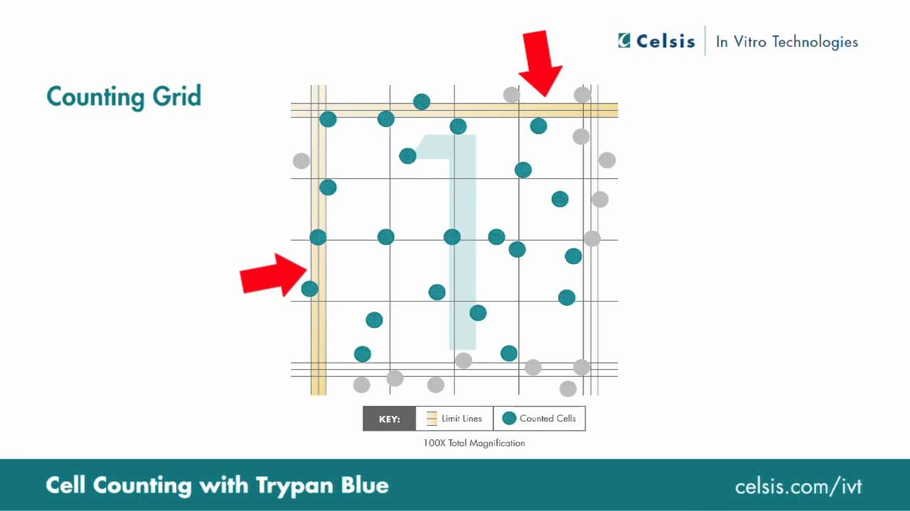 Each side. Grid Cells. Trypan Blue. How to count Cells Cell Culture. Game Grid Cell.