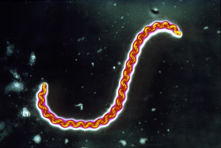 Leptospirosis On Emaze leptospirosis-on-emaze