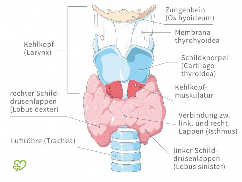 Análisis tiroides con la regla
