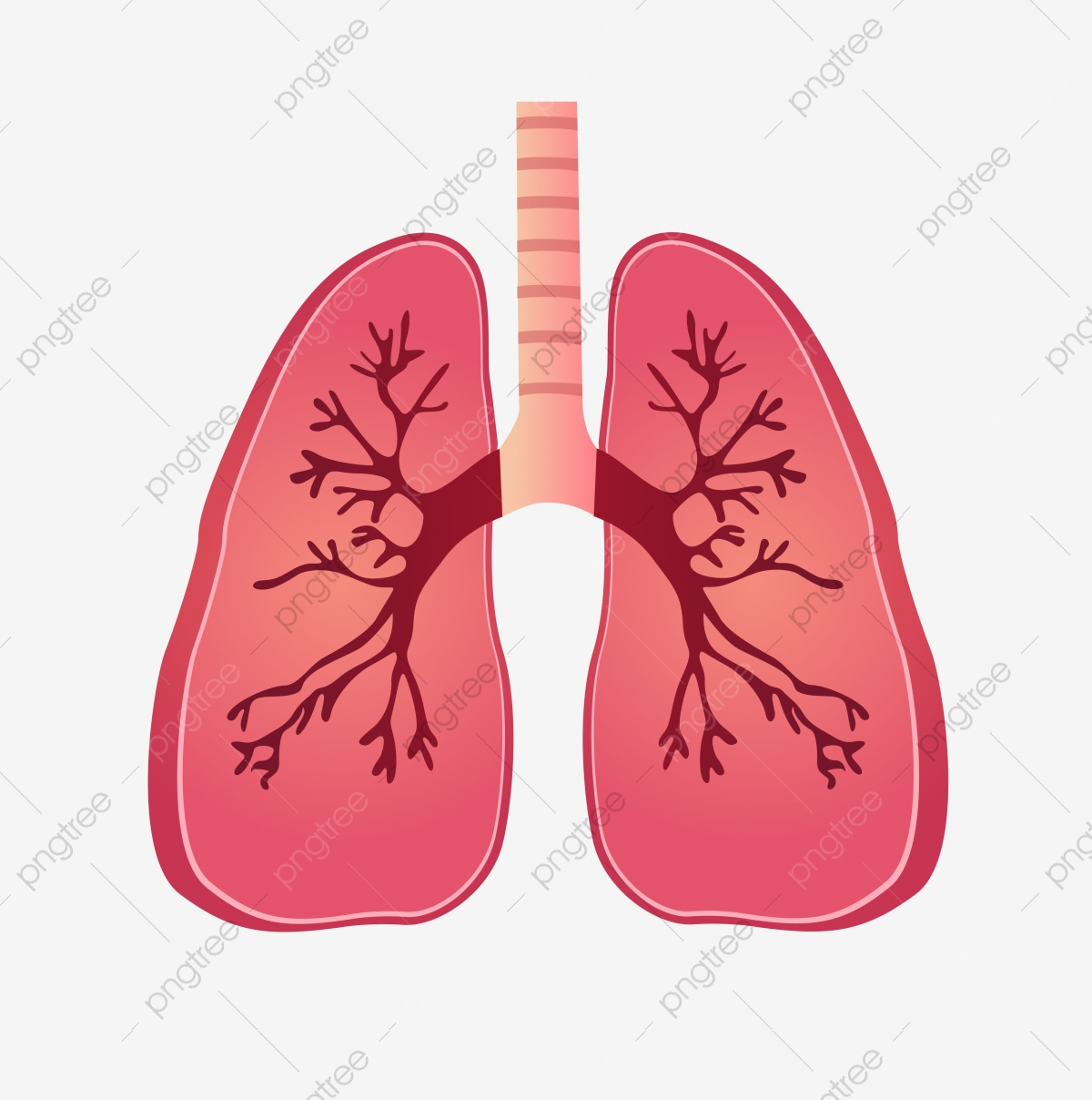 THE LUNGS on emaze