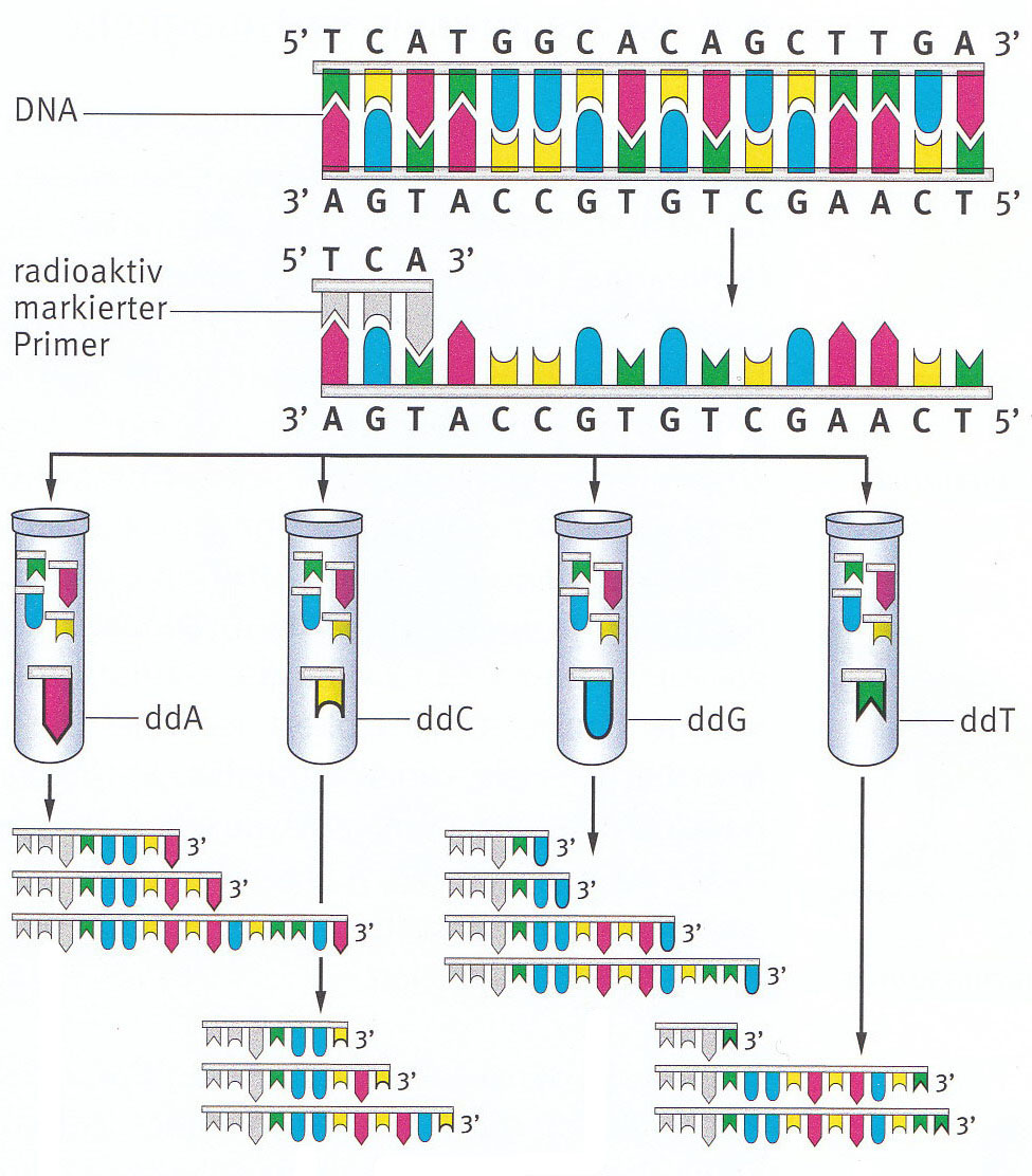 DNA Sequenzierung_J On Emaze