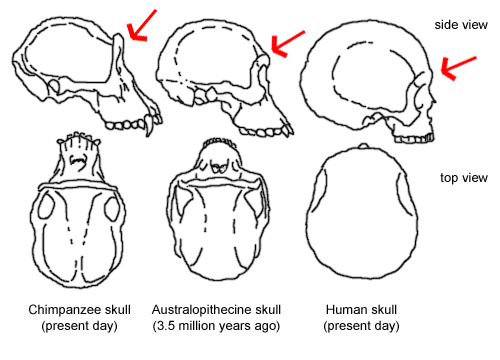 Австралопитек череп рисунок