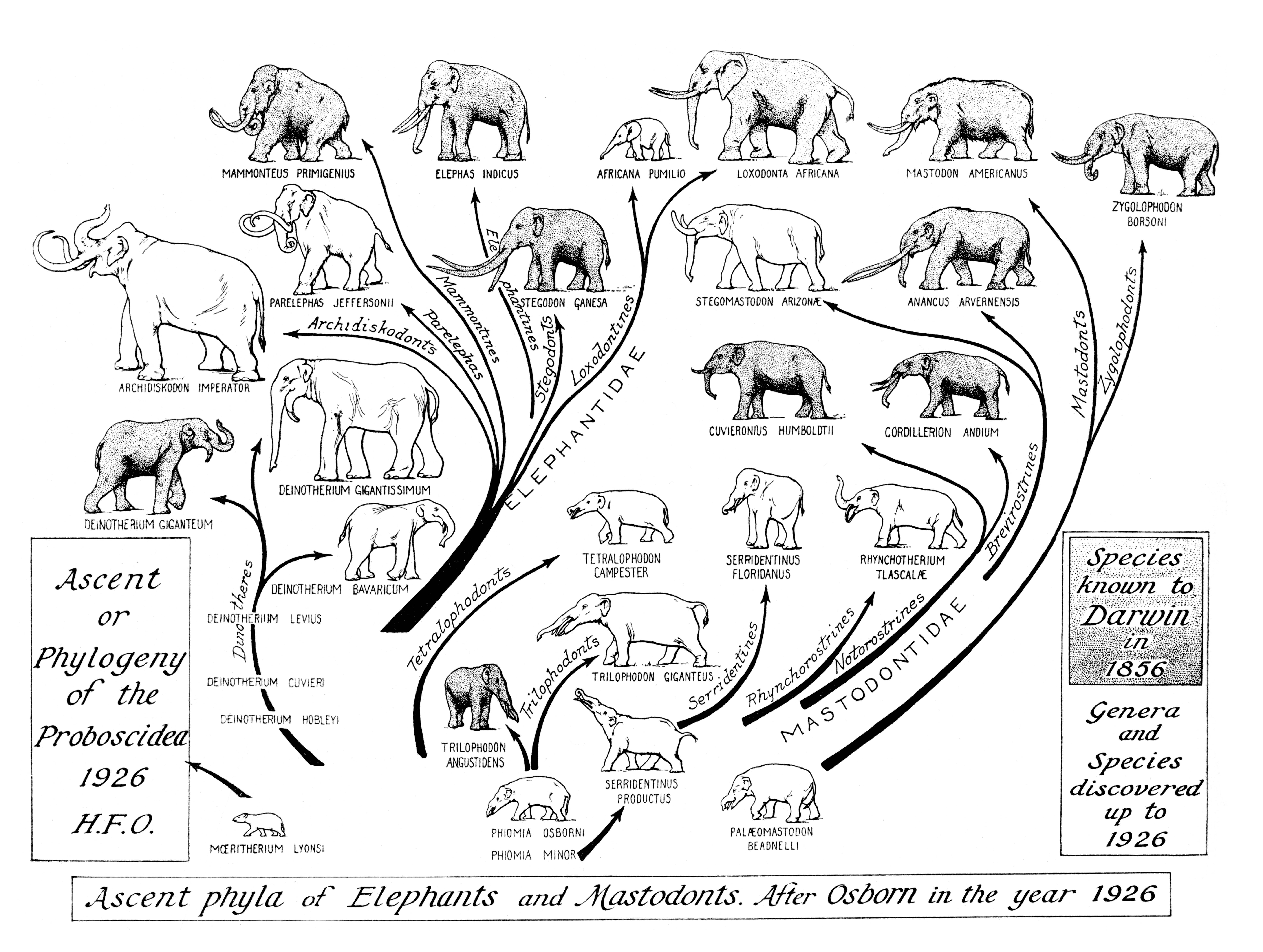 Примеры переходных форм и филогенетических рядов. Филогенетическое Древо слона. Эволюционное Древо хоботных. Филогенетическое Древо хищных млекопитающих. Филетическая Эволюция хоботных.
