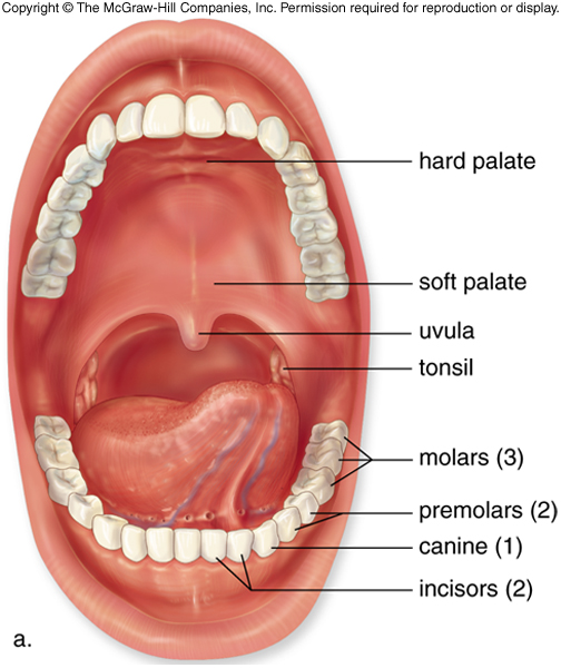 Костная стенка которая отделяет полость рта. Пузырь в ротовой полости. Шишка на небе под языком.