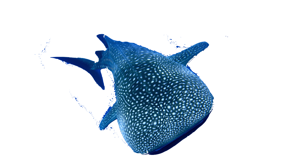 Whale Sharks on emaze