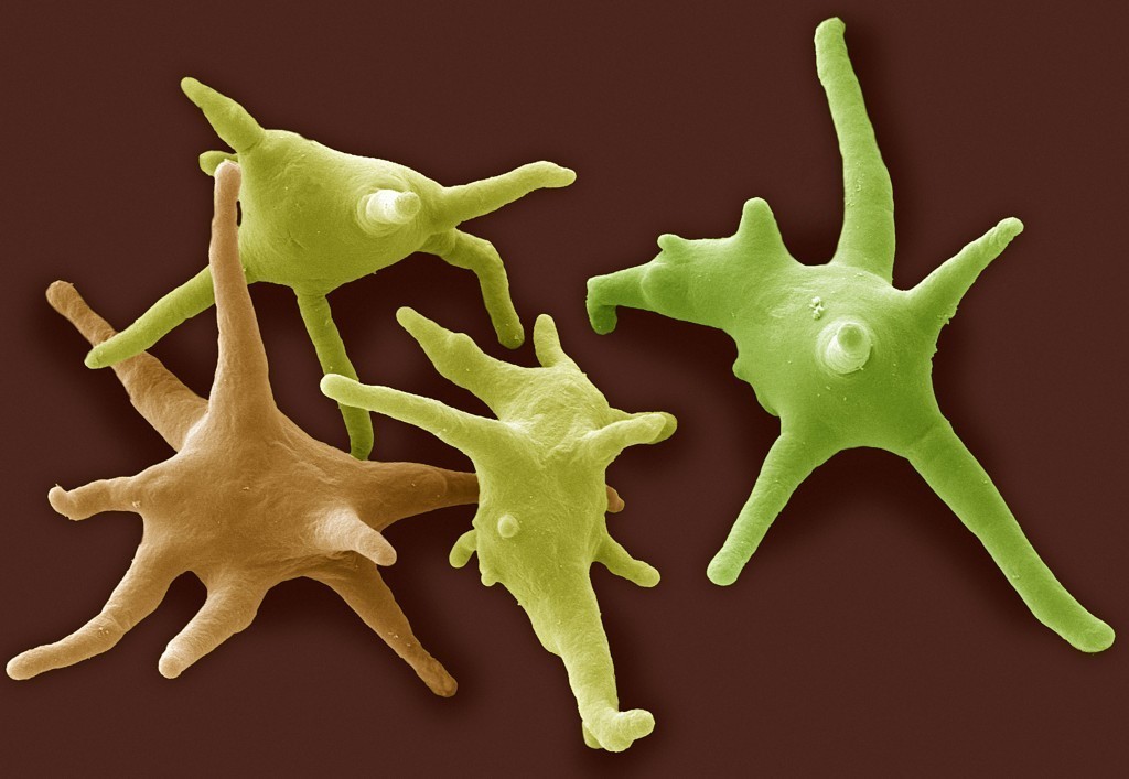 Unicellular Organisms on emaze