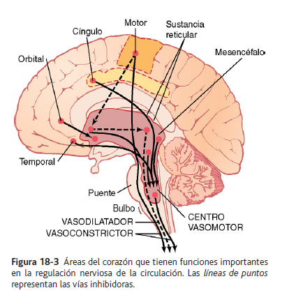LA CIRCULACIÓN – Fisiología