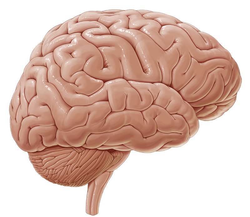 Cerebrum at emaze Presentation