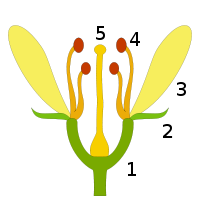 Biljke cvjetnjače