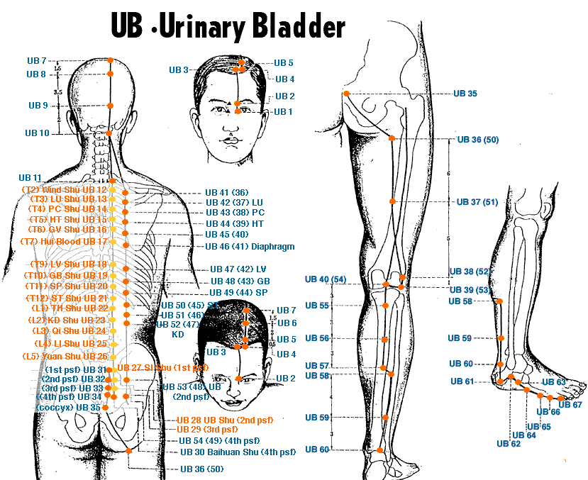 Точки час. Меридиан (акупунктура). Чудесные меридианы человека. Меридианы человека точки ключи. Urinary Meridian.