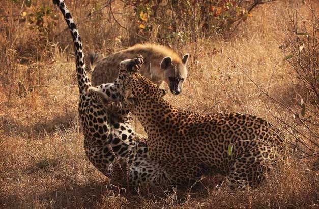 Amur Leopard at emaze Presentation