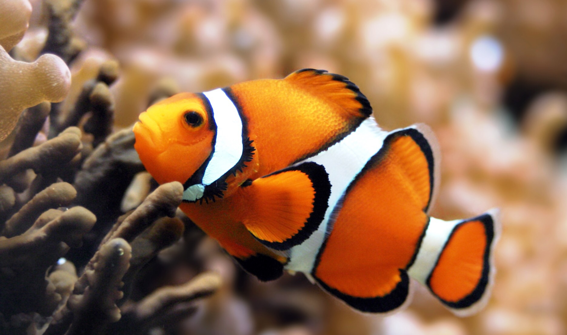 clown fish