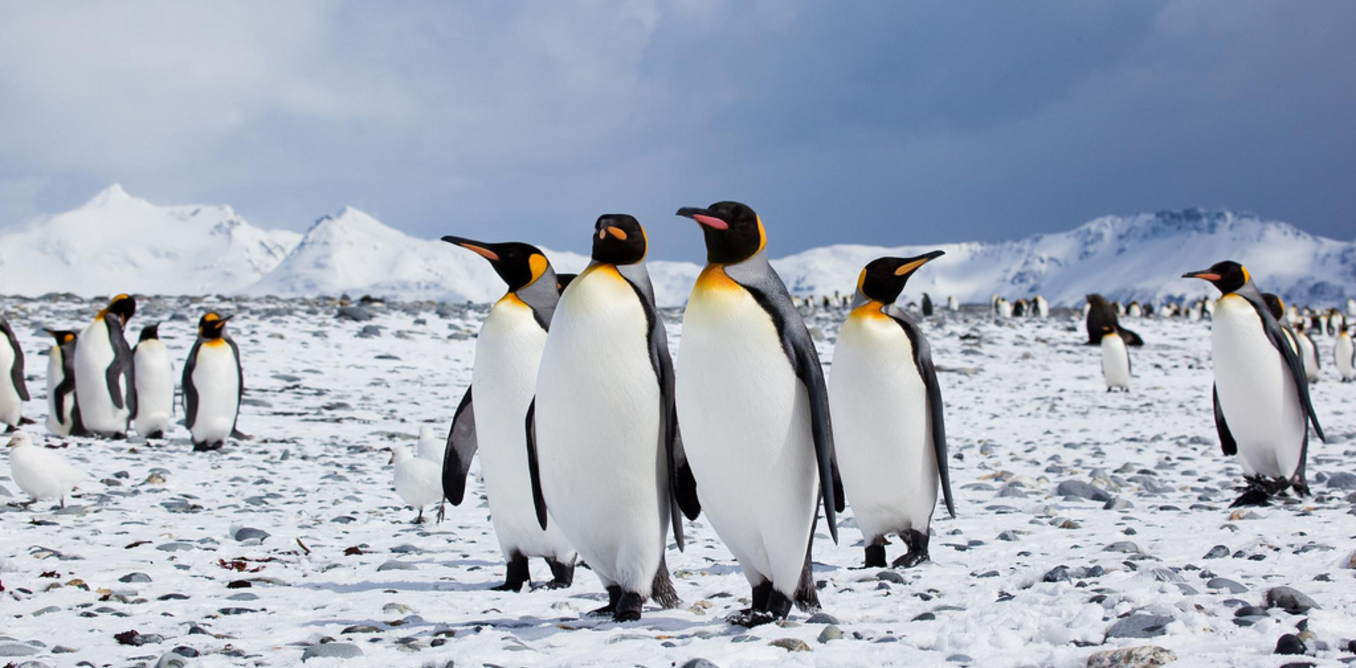 penguins birds that cannot fly essay penguins birds that cannot fly essay