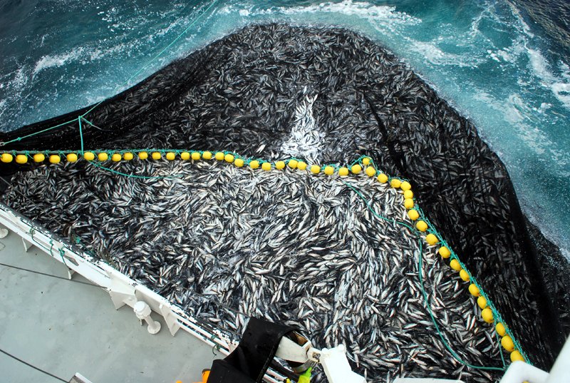 Overfishing Tuna 2 At Emaze Presentation