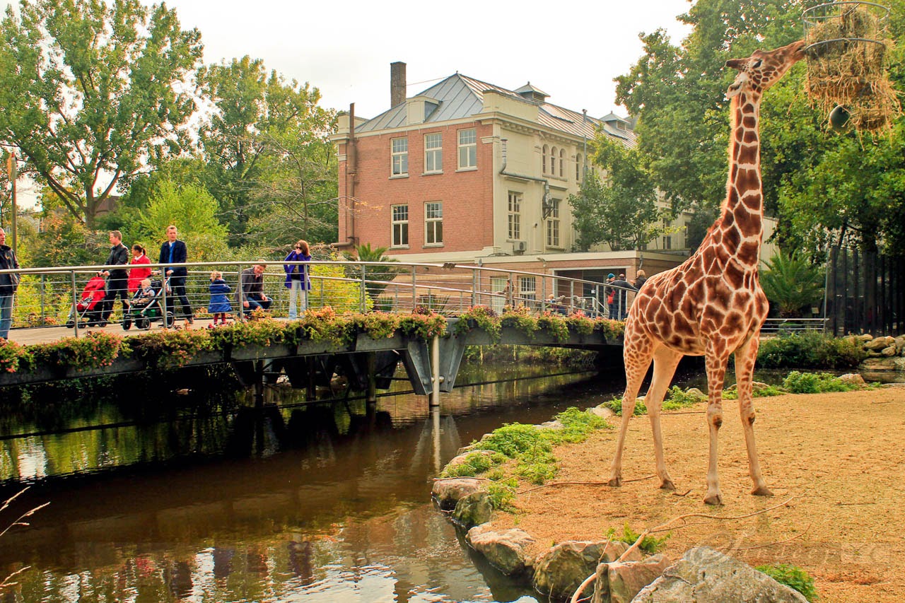 Royal zoo. Королевский зоопарк Артис в Амстердаме. Зоопарк в Амстердаме. В голландском зоопарке. Artis зоопарк.