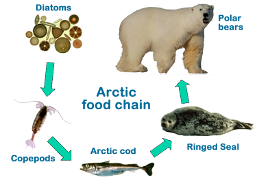 Схема питания арктической. Цепь питания белого медведя в Арктике. Цепь питания белого медведя. Цепь питания белого мед. Цепочка питания белого медведя.