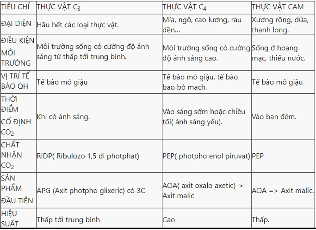 So sánh thực vật C3, C4 và CAM: Khám phá sự khác biệt và ứng dụng