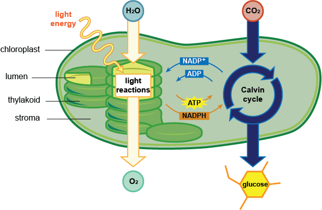 What Are Some Things In A Plant Cell