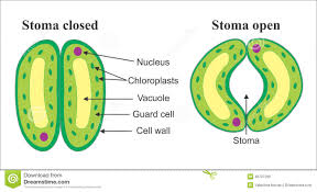 stomata diagram guard cells closed opening closing open leaf structure photosynthesis class autotrophic plant plants pore brainly science mitosis regulate