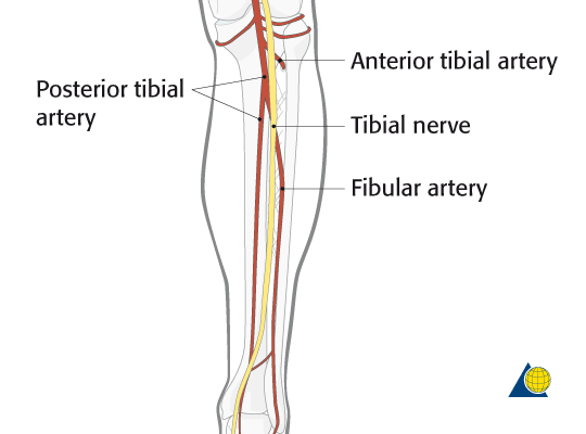 A Tibialis anterior проекция. Arteria Tibialis anterior проекция. Артерия peronea. Артерия тибиалис Постериор.