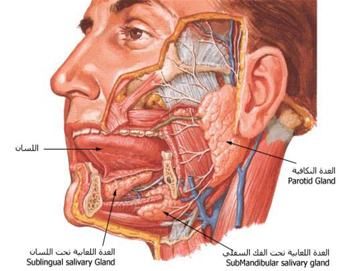 Область околоушной железы. Околоушная слюнная железа анатомия. Проток околоушной железы анатомия. Подъязычная слюнная железа анатомия. Околоушная железа анатомия.