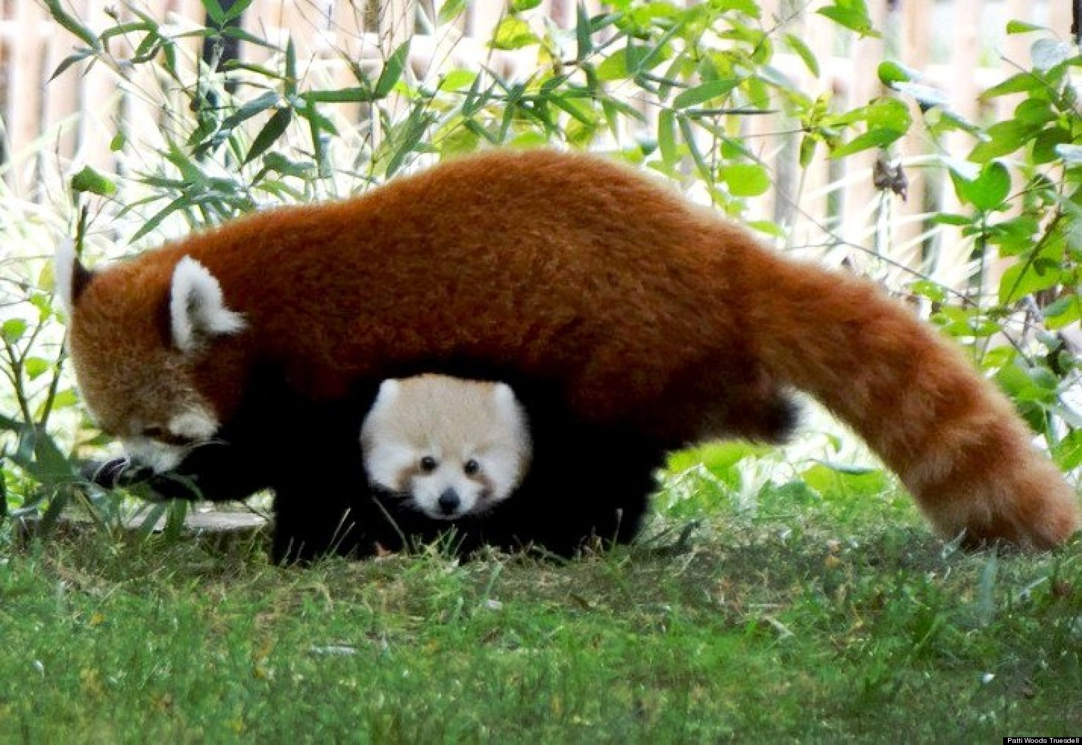 Panda Rudo Panda Rojo at emaze Presentation