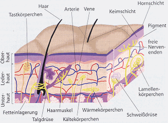 Der Tastsinn on emaze