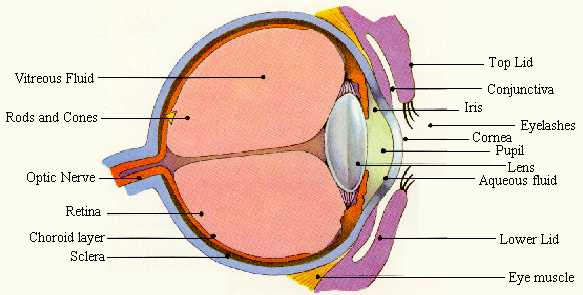 The Dolphin Eye On Emaze