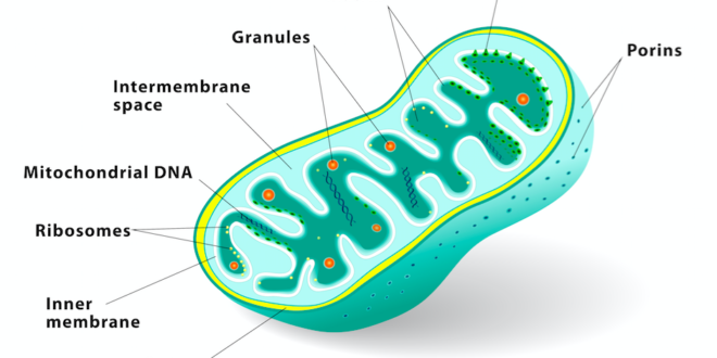 Orchestra Cell Analogy at emaze Presentation