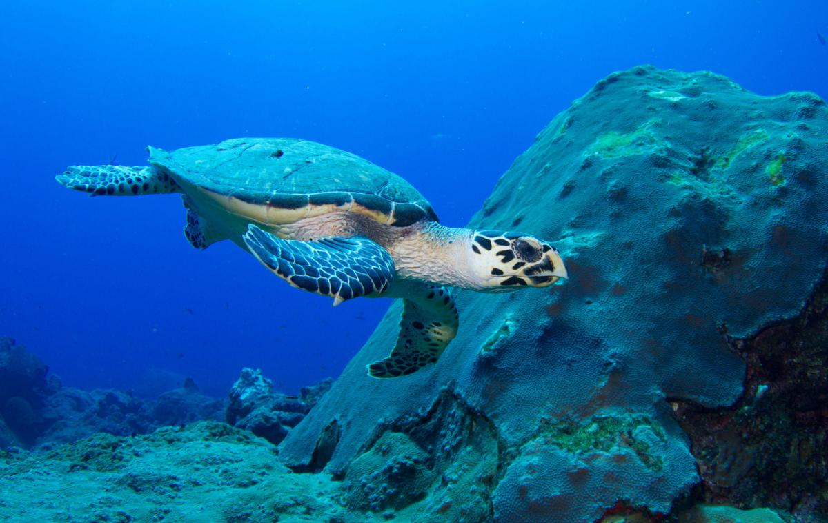 Скорость морской черепахи. Морская черепаха бисса. Бисса Каретта. Морская черепаха Хоксбилл. Зеленая черепаха бисса атлантическая.