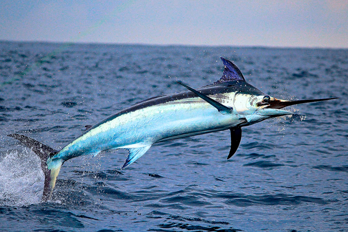 First fish. Xiphias Gladius меч-рыба. Марлин рыба. Рыба меч и Марлин. Черный Марлин рыба.