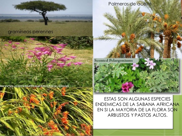 sabana on emaze
