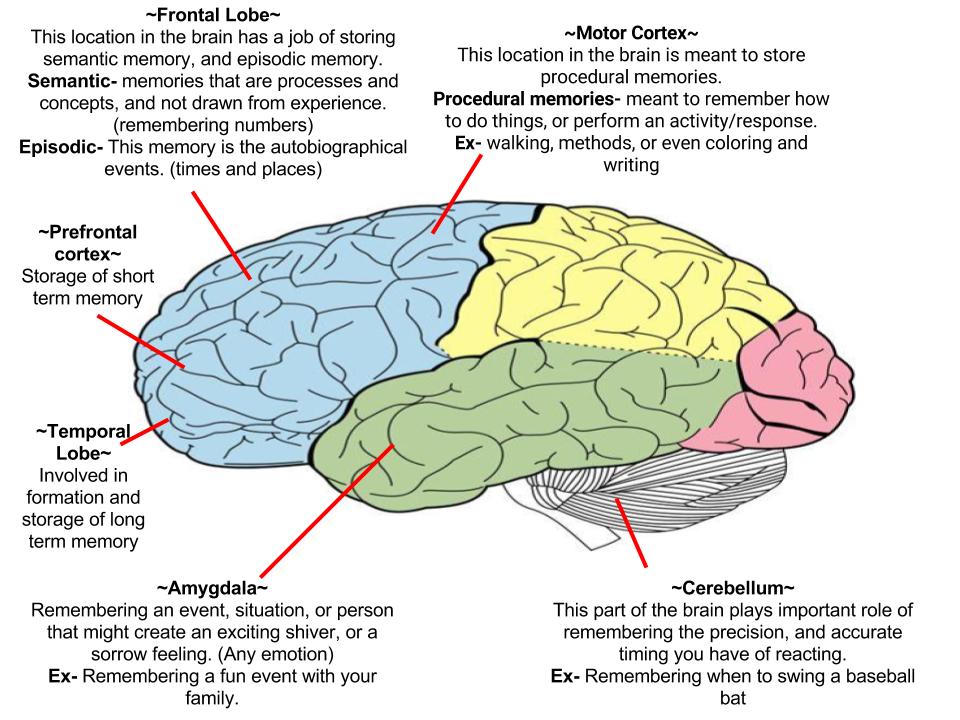What Part Of The Brain Stores Memory >> Untitled By Riley Neal1 On Emaze What Part Of The Brain Stores Memory >> Untitled By Riley Neal1 On Emaze