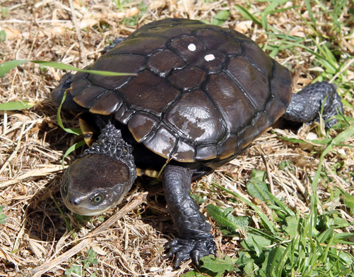 Western Swamp Turtle at emaze Presentation