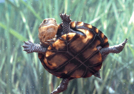 Western Swamp Turtle at emaze Presentation