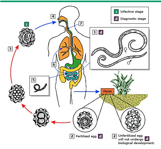 Ascaris lumbricoides on emaze