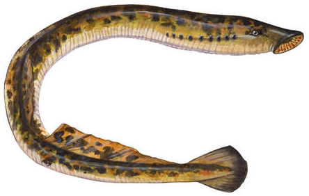 chilula tribe copy2 at emaze Presentation