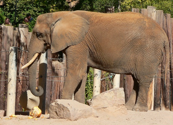 African Elephants on emaze