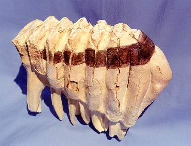 African Elephants on emaze