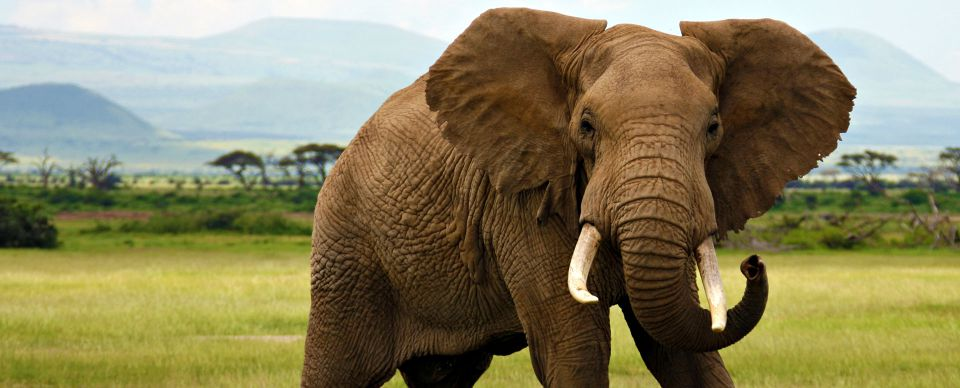 African Elephants on emaze