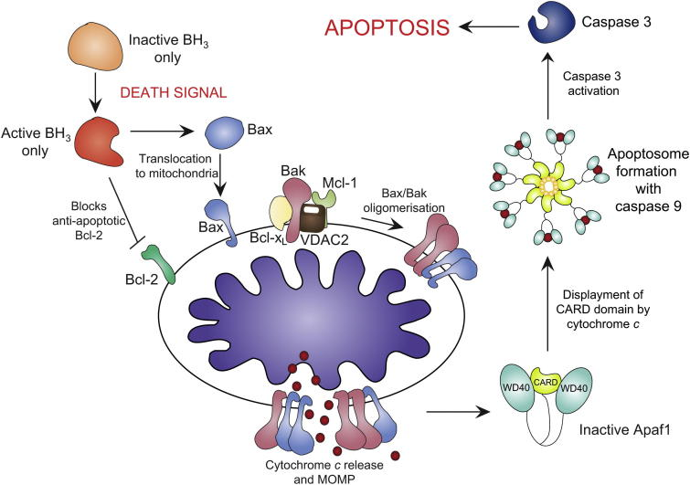 Апоптоз это. Apoptosis BCL-2 bax. Апоптоз. BCL И апоптоз. Bax апоптоз.