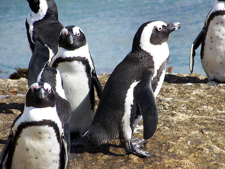 Спасайся пингвин. Спас пингвина. пингвин help. oil spills penguins.