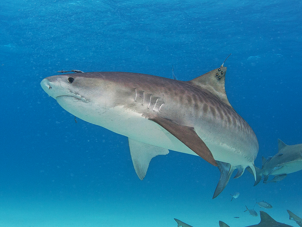 Tiger Shark on emaze