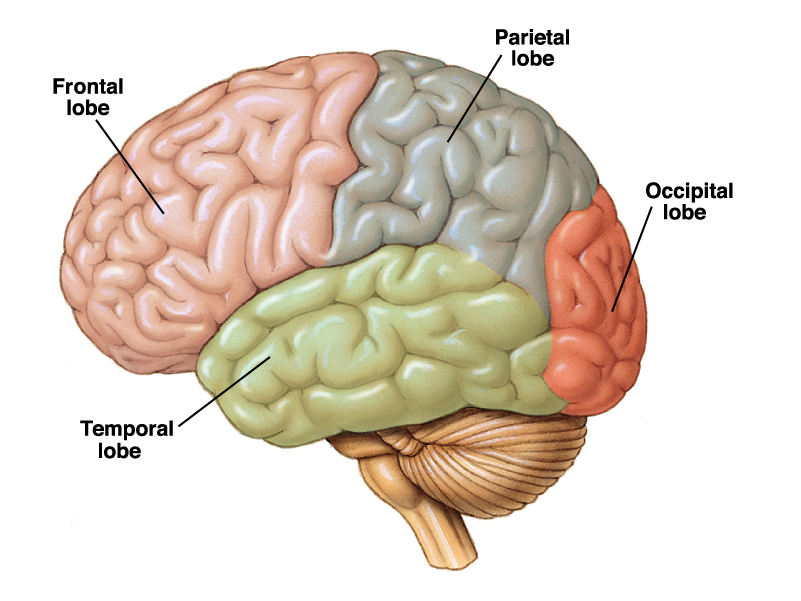 Лобно теменная область мозга. Лобные и теменные доли мозга.