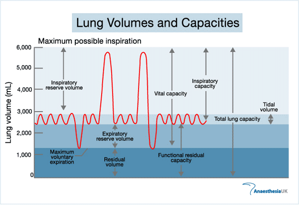 Ventilation Graph Human the ventilation system at emaze Presentation