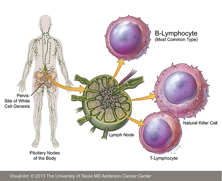 Т и б клетки. Лимфоциты в лимфе. Т лимфоциты в лимфатическом узле. Лимфатические узлы образуют лимфоциты. В лимфоциты в лимфатических узлах располагаются.