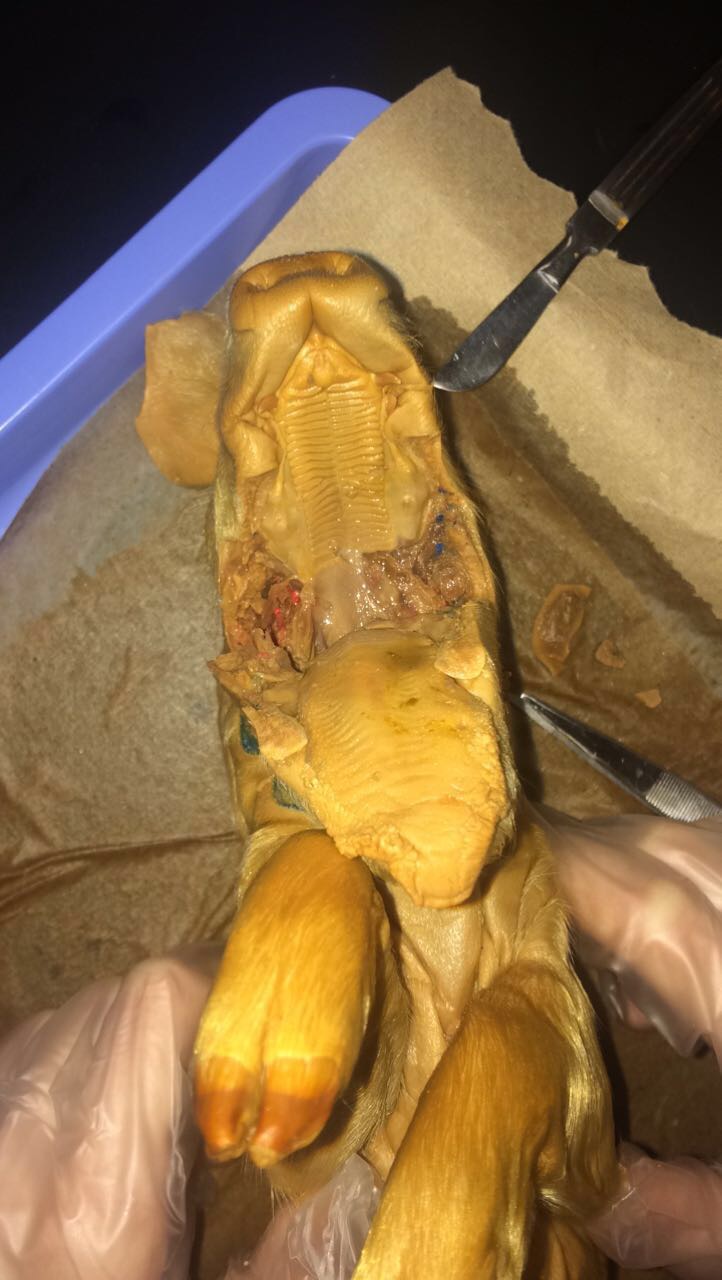 Pig Dissection on emaze