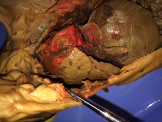 Pig Dissection on emaze