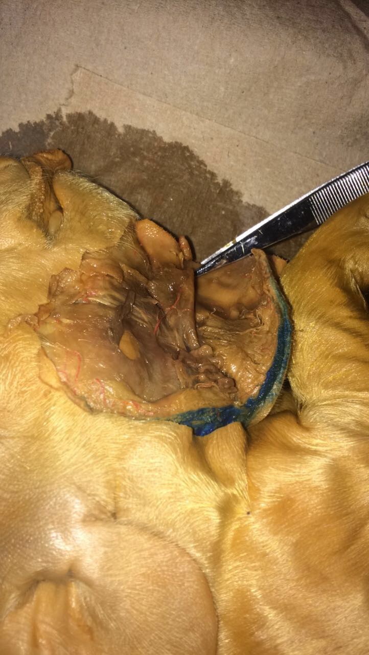 Pig Dissection on emaze